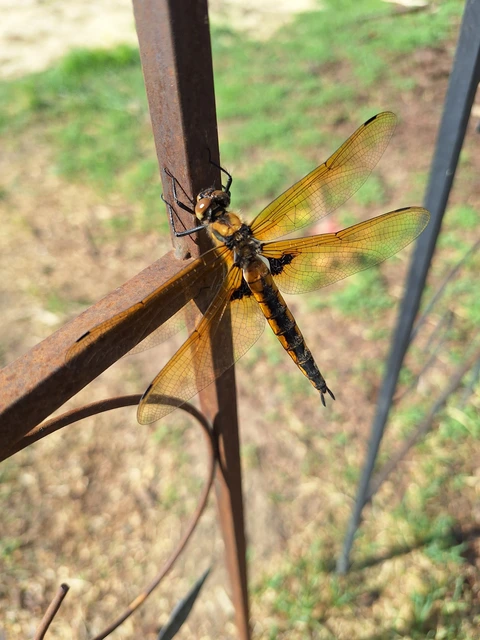 Epitheca bimaculata - kétfoltos sárkányszitakötő