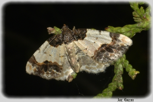 Ligdia adustata - barna levélaraszoló