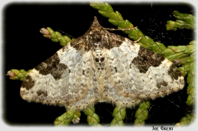 Xanthorhoe fluctuata - közönséges tarkaaraszoló