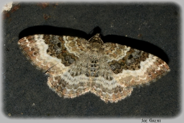 Epirrhoe alternata - galaj-tarkaaraszoló