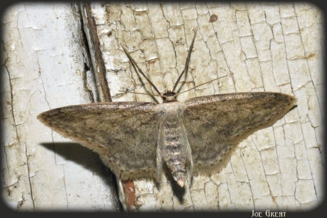 Idaea seriata - szürke apróaraszoló