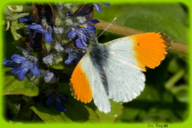 Anthocharis cardamines - hajnalpírlepke