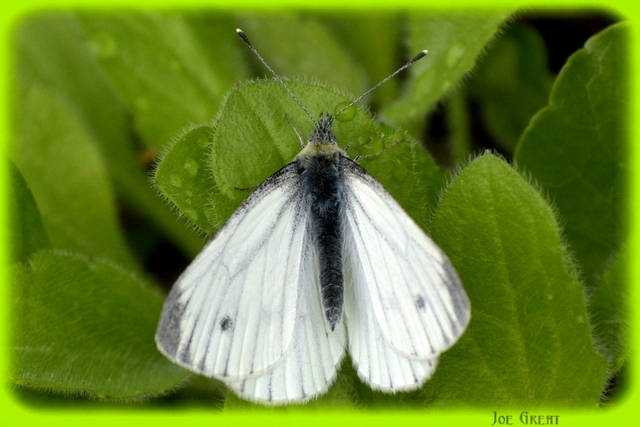Pieris napi - repcelepke