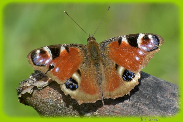 Nymphalis io - nappali pávaszem
