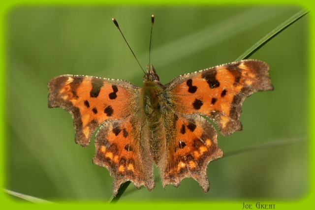 Nymphalis c-album - C-betűs lepke