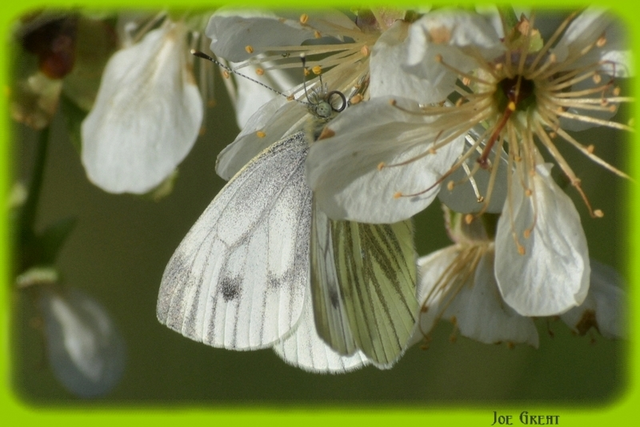 Pieris napi - repcelepke