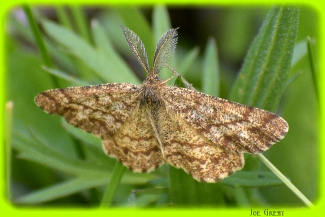 Ematurga atomaria - barna rétiaraszoló
