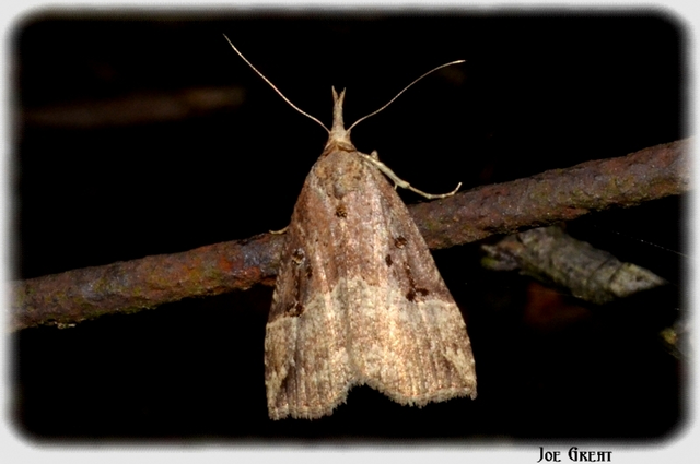 Hypena rostralis - közönséges karcsúbagoly