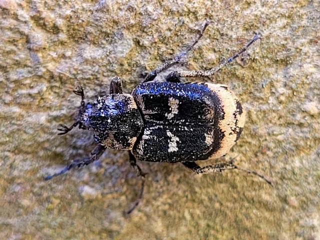Valgus hemipterus - suta virágbogár
