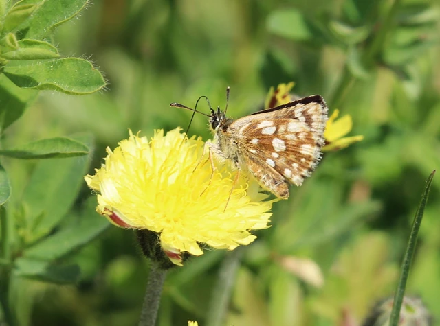 Spialia orbifer - törpe busalepke
