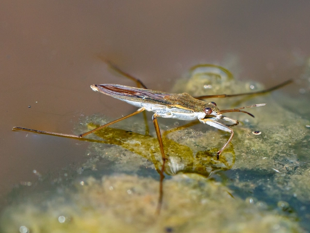 Gerridae - molnárpoloskák