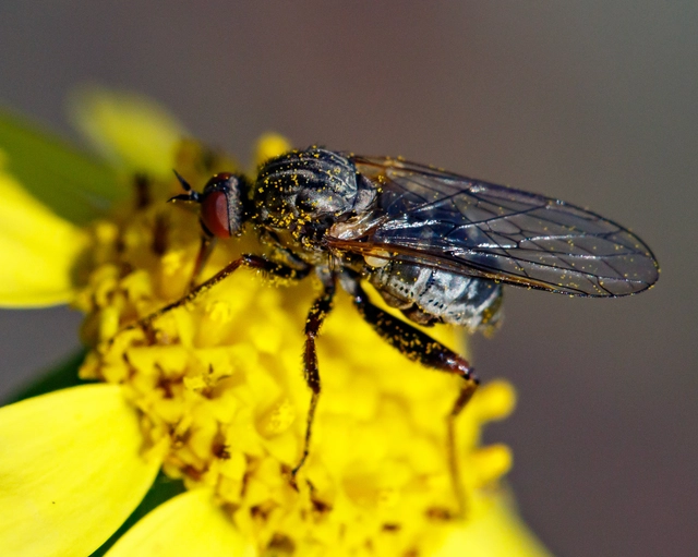 Empididae - táncoslegyek
