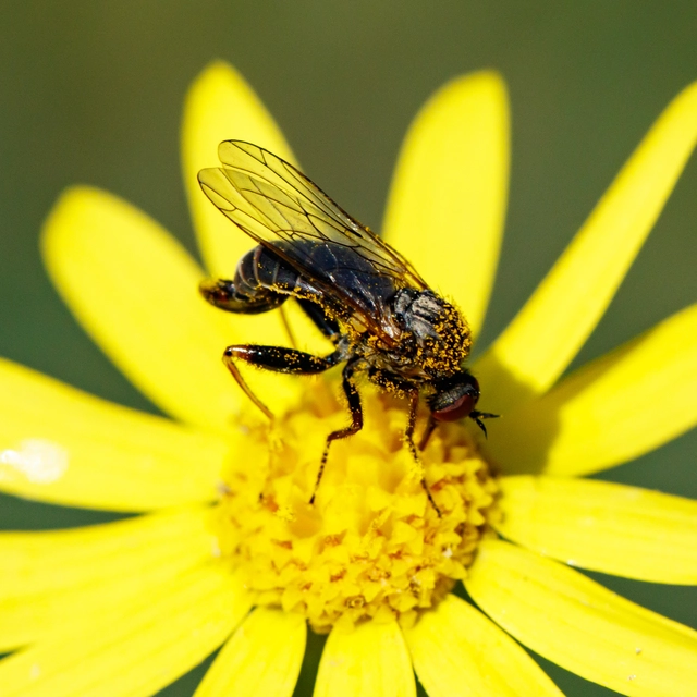 Empididae - táncoslegyek
