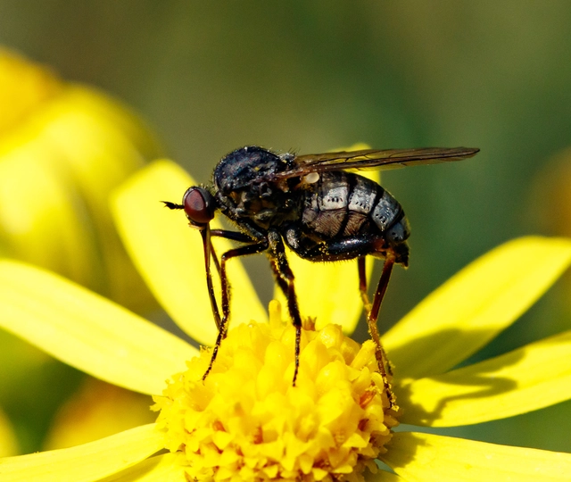 Empididae - táncoslegyek