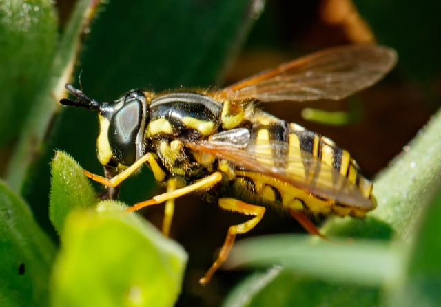 Chrysotoxum