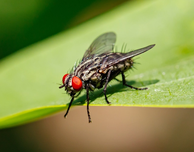 Sarcophagidae - húslégyfélék
