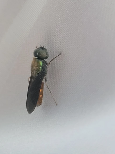 Stratiomyidae - katonalégyfélék