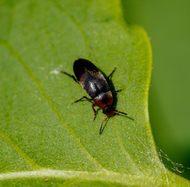 Anaspis varians - változó árvabogár