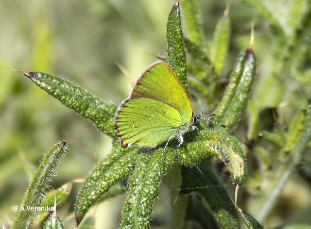 Callophrys rubi - zöldfonákú lepke