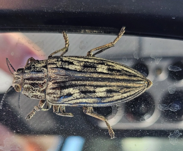 Chalcophora mariana - nagy fenyvesdíszbogár
