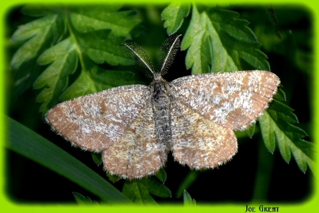 Ematurga atomaria - barna rétiaraszoló