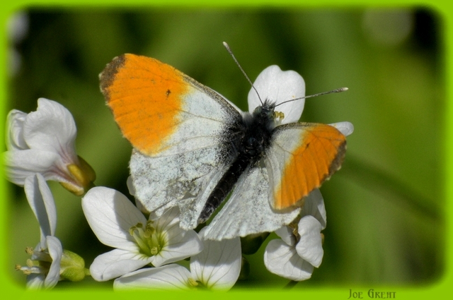 Anthocharis cardamines - hajnalpírlepke