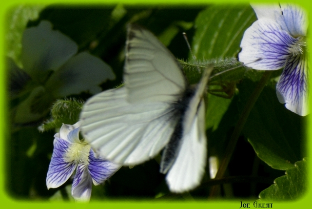 Pieris napi - repcelepke