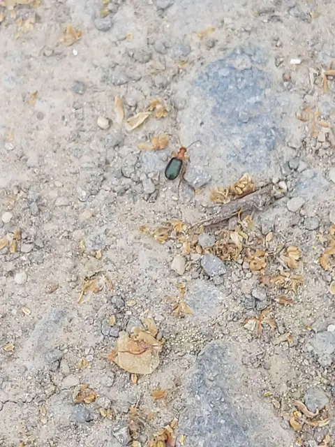 Brachinus explodens - kis pöfögőfutó