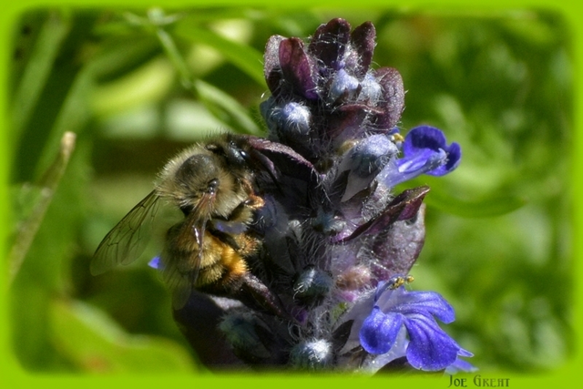 Hymenoptera - Hártyásszárnyúak