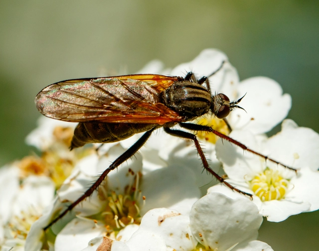 Empididae - táncoslegyek