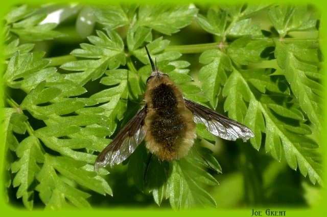 Bombylius major - szegélyes pöszörlégy