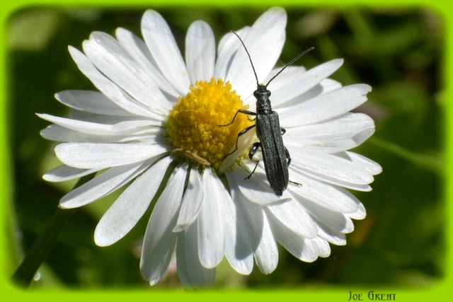 Oedemera