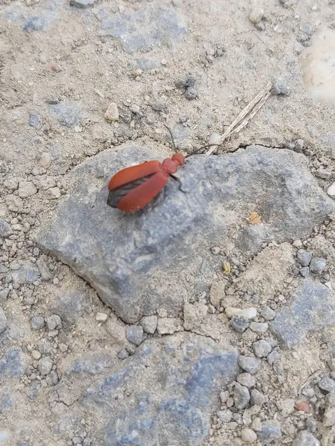 Pyrochroa serraticornis - közép-bíborbogár