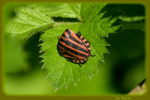 Graphosoma italicum - csíkos pajzsospoloska