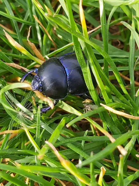 Trypocopris vernalis - tavaszi álganéjtúró