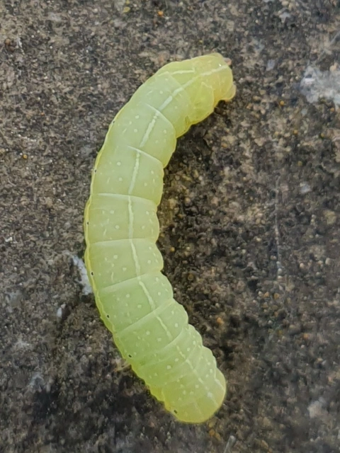 Amphipyra berbera/pyramidea