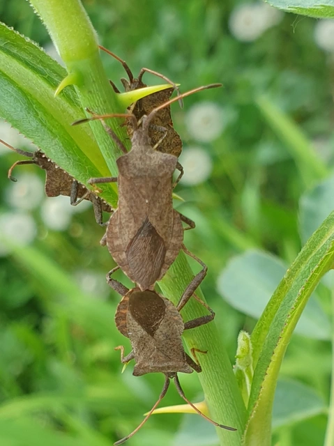 Coreus marginatus - közönséges karimáspoloska