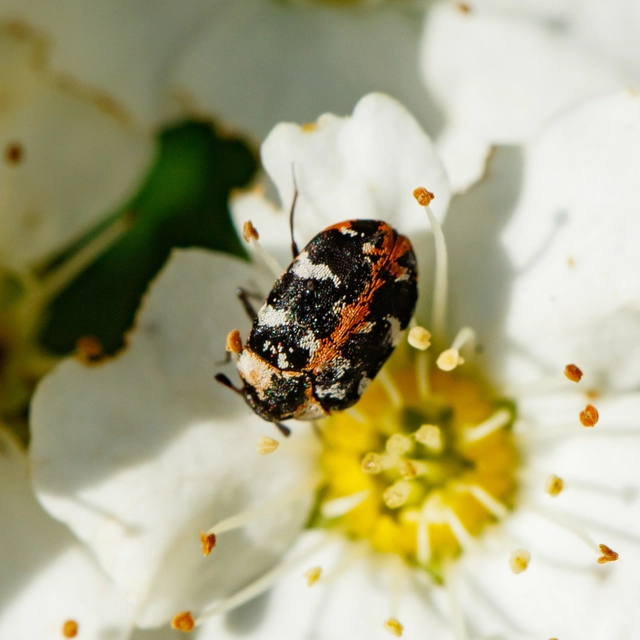 Anthrenus scrophulariae - nagy múzeumbogár