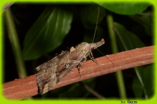 Hypena rostralis - közönséges karcsúbagoly
