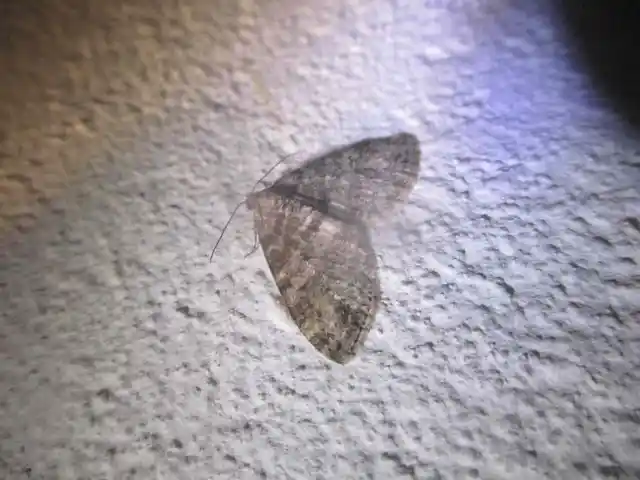 Lobophora halterata - szárnyfüggelékes araszoló