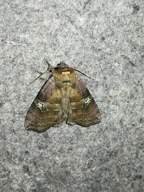 Tethea ocularis - pápaszemes pihésszövő