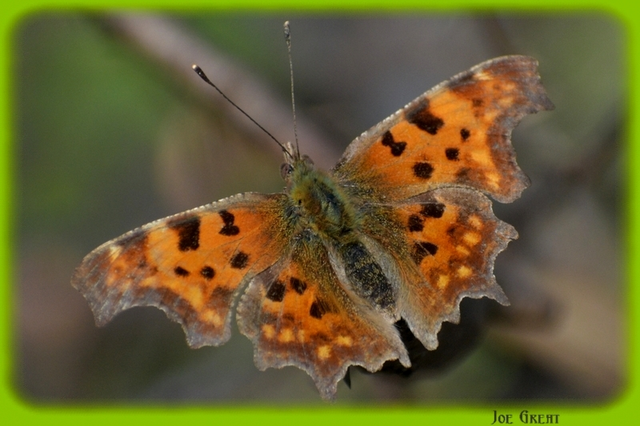 Nymphalis c-album - C-betűs lepke