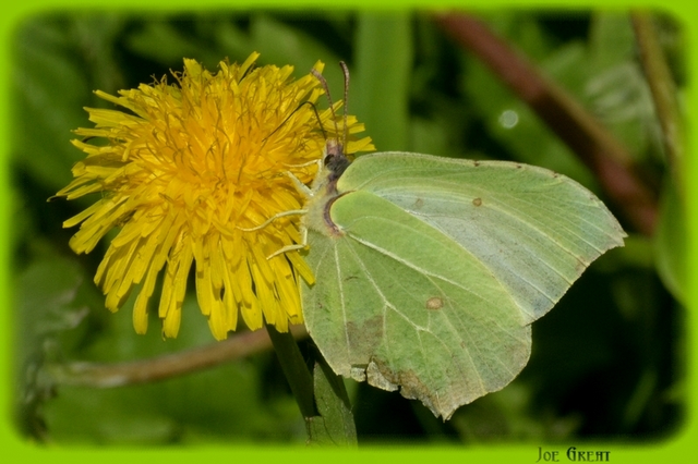 Gonepteryx rhamni - citromlepke
