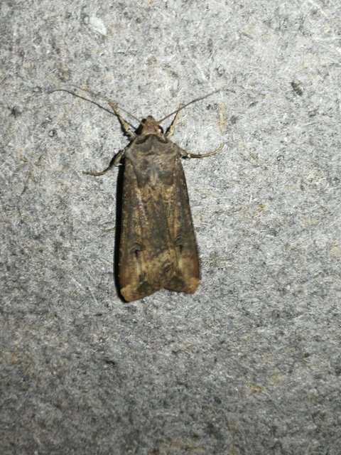 Agrotis ipsilon - nagy földibagoly