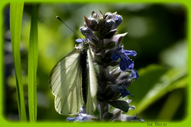 Pieris napi - repcelepke