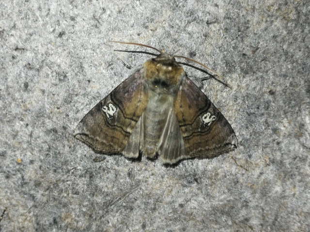 Tethea ocularis - pápaszemes pihésszövő