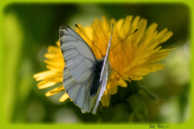 Pieris napi - repcelepke