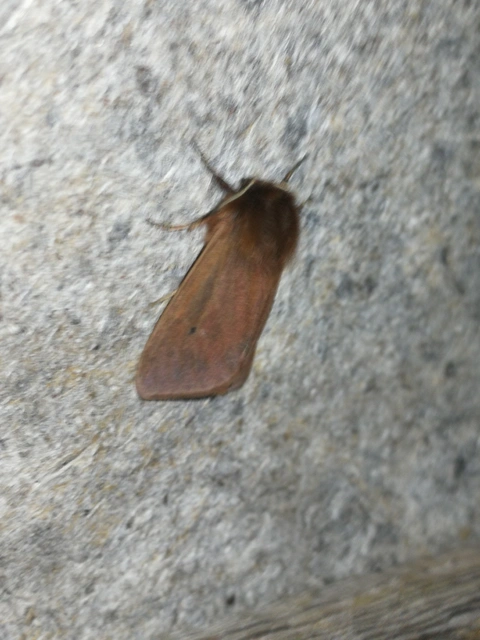 Phragmatobia fuliginosa - füstös medvelepke