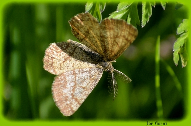 Ematurga atomaria - barna rétiaraszoló