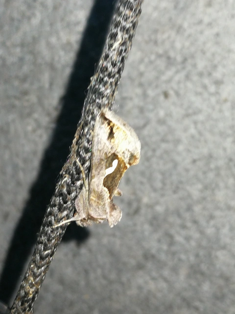Macdunnoughia confusa - cseppfoltos ezüstbagoly